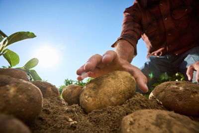 A farmer reaches down to harvest large potatoes emerging from the soil.