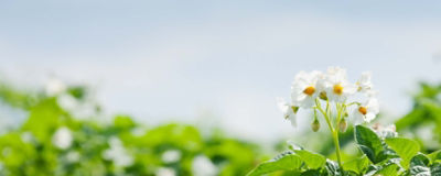 potato field, potato plant, farm