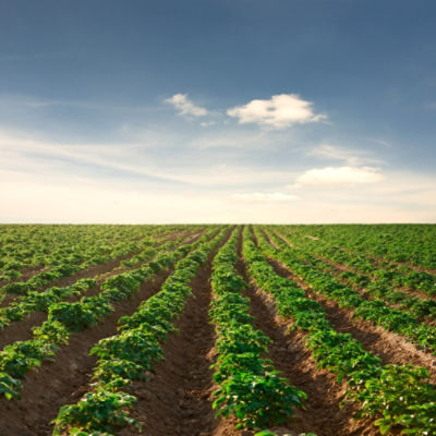 potato field on a sunset under blue sky landscape