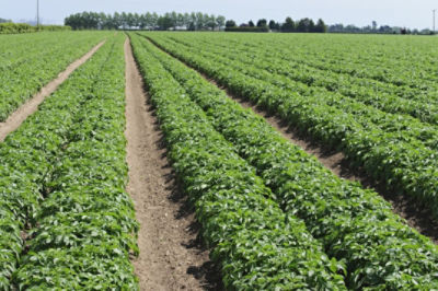Potato field Suffolk England UK