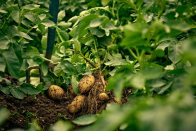 Process_Potato in field