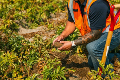 A worker wearing an orange safety vest kneels in a field, closely examining a freshly harvested potato.
