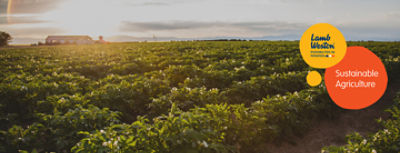 A wide agricultural field stretches into the distance under a warm, low sun.  On the right side, colorful circular graphics overlay the scene with the text "Lamb Weston" and "Sustainable Agriculture."