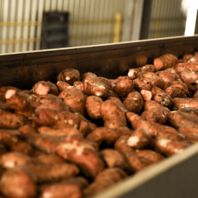 Raw Potatoes