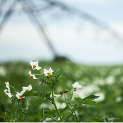 Potato Flower