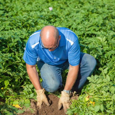 Park Rapids Farmer in Field