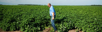 Park Rapids Farmer in Field