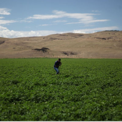 Farmer in Field