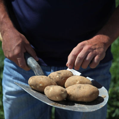 Potatoes on a Shovel 