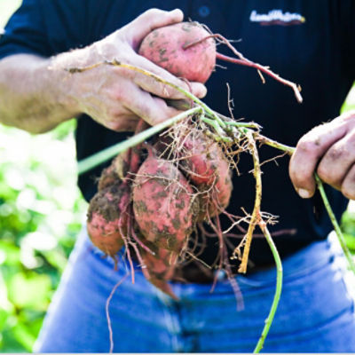 Raw Potatoes